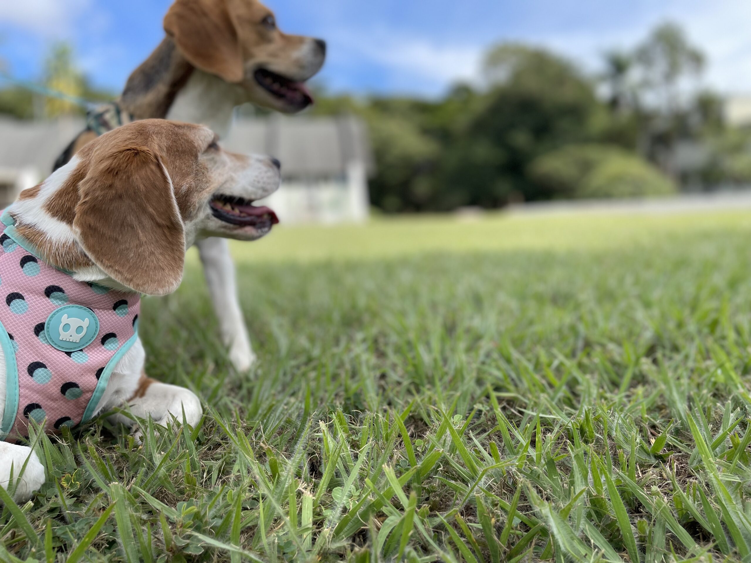 Aucê sabe calcular a idade do seu cachorro?