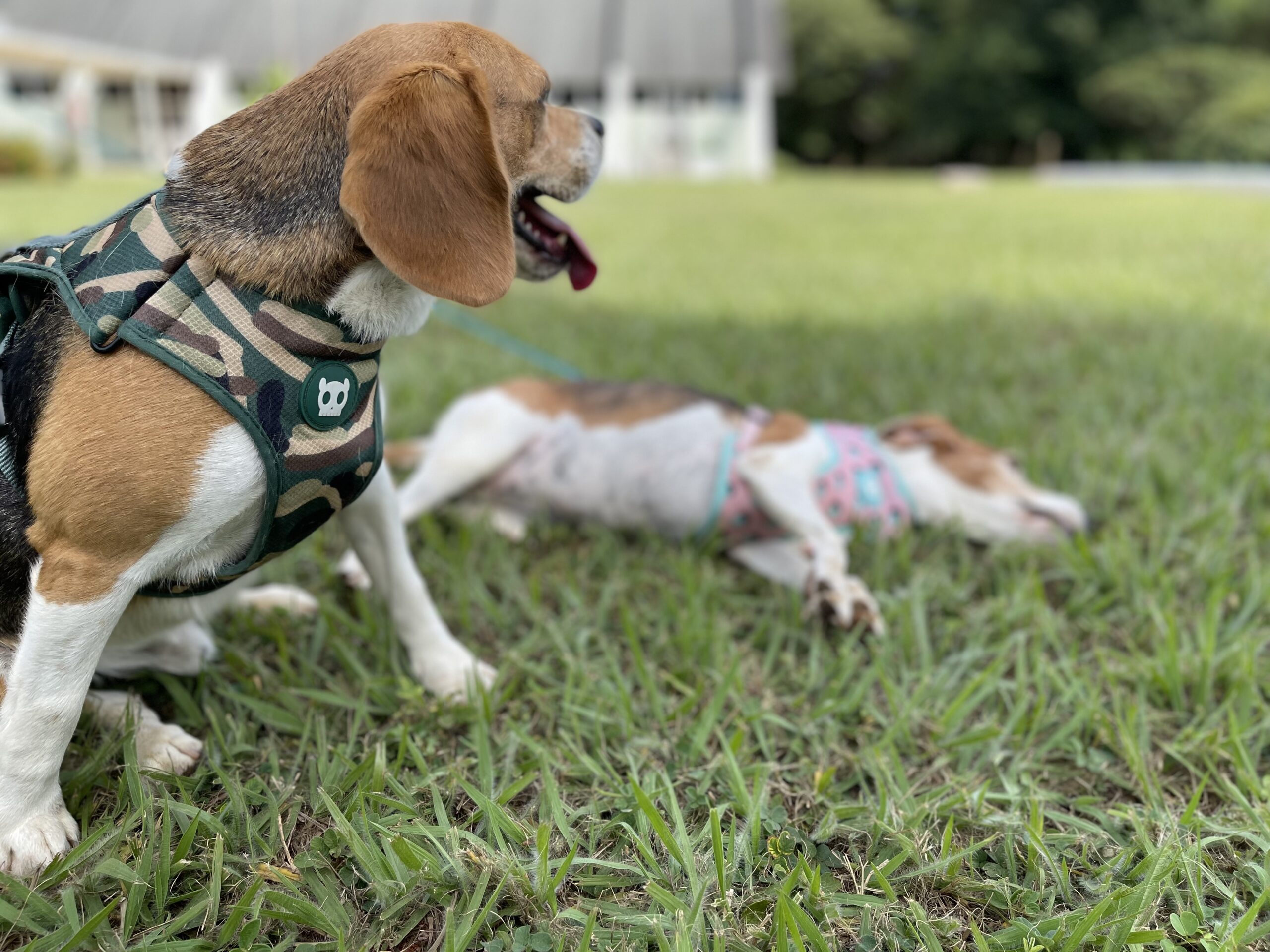 Aucê escolhe a raça do cachorro de acordo com a sua personalidade?